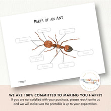 Load image into Gallery viewer, Parts of an Ant
