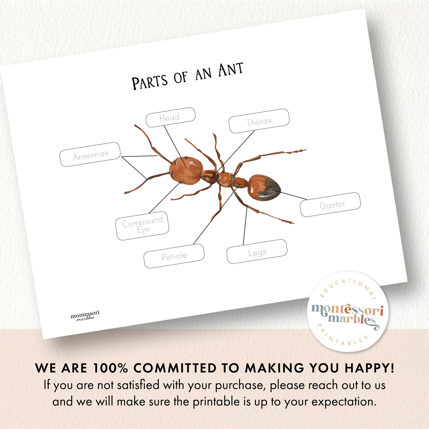 Parts of an Ant | 2 Pages Labeling Poster Insect Anatomy Ages 5-8 ...