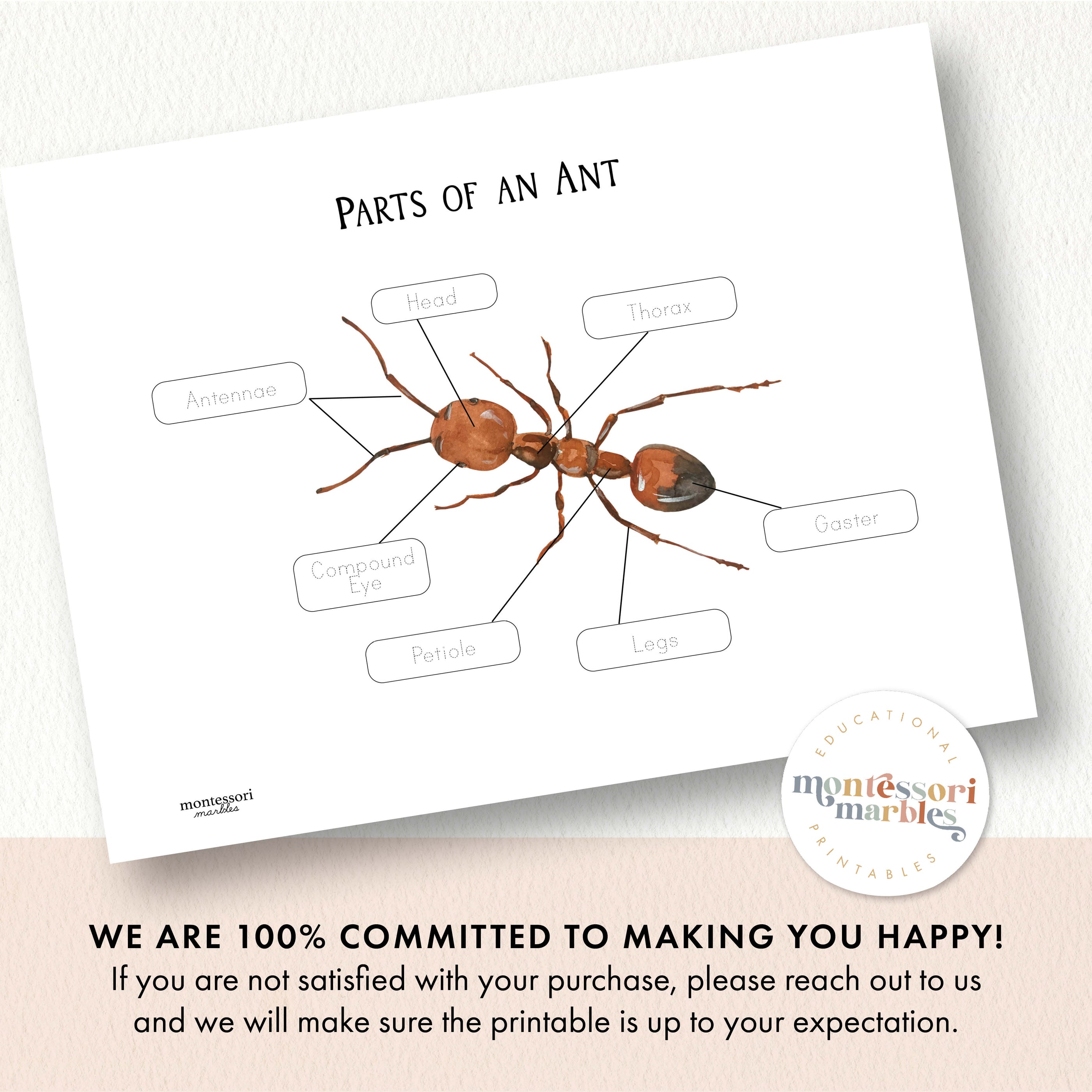 Parts of an Ant | 2 Pages Labeling Poster Insect Anatomy Ages 5-8 ...