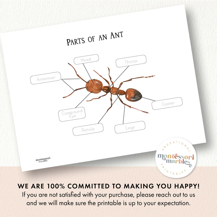 Parts of an Ant