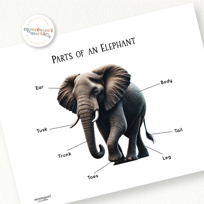 Parts of an Elephant
