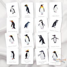 Load image into Gallery viewer, Penguins Flash Cards
