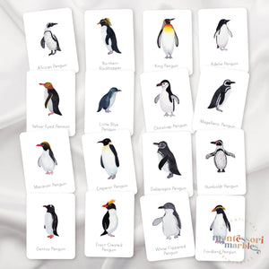 Penguins Flash Cards