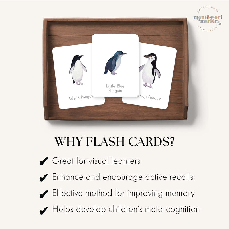 Penguins Flash Cards