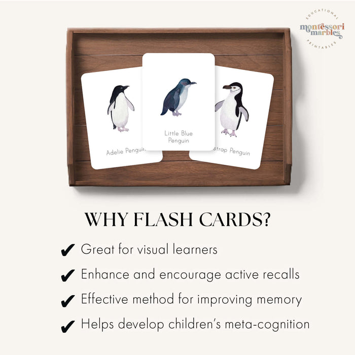 Penguins Flash Cards