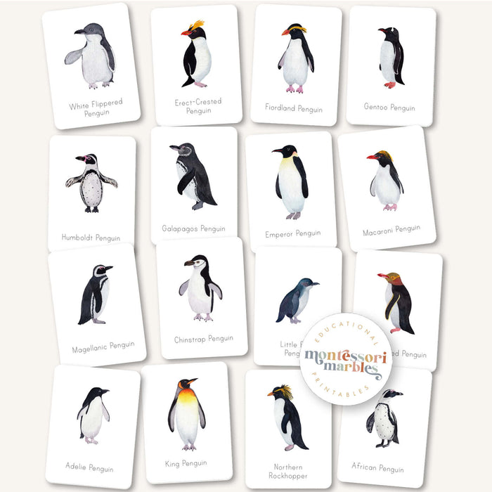 Penguins Flash Cards