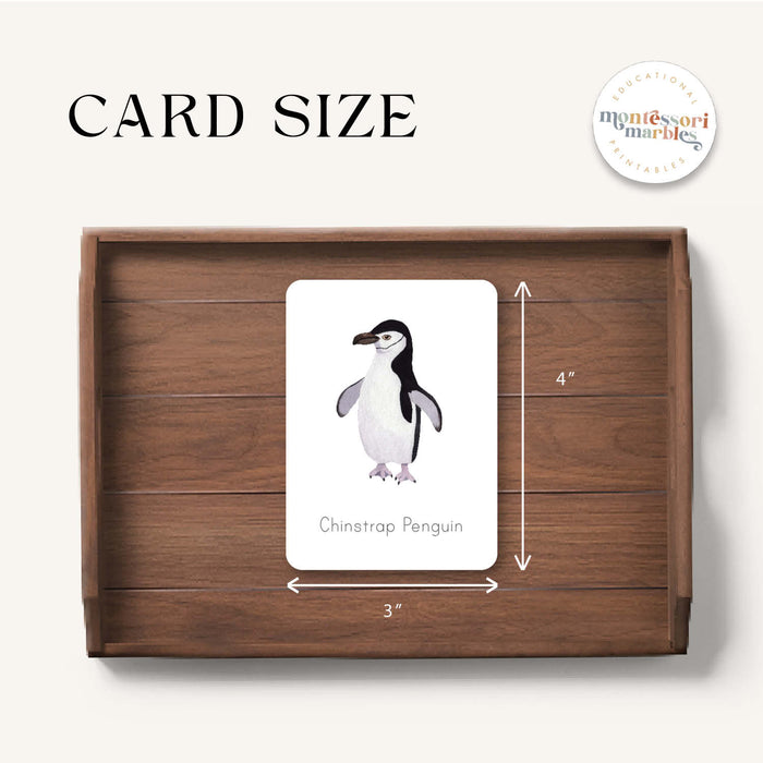 Penguins Flash Cards