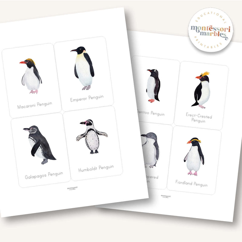 Penguins Flash Cards