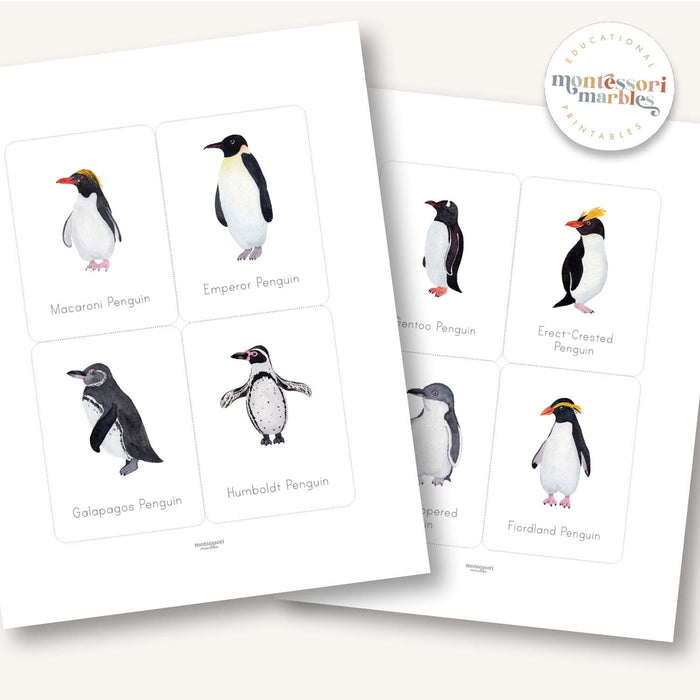Penguins Flash Cards