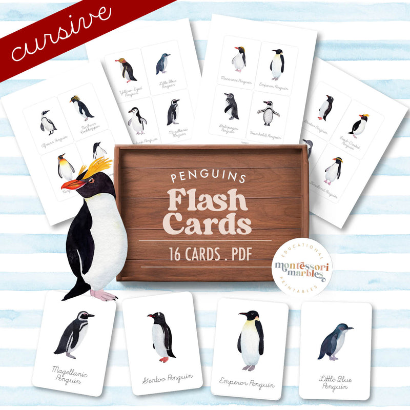 Penguin flash cards in cursive script — learning animal names with handwriting practice, ages 3-6