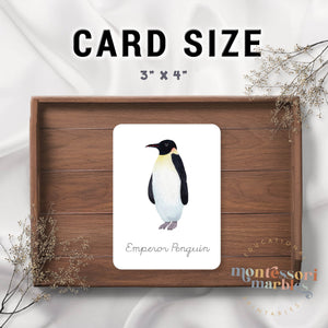 Penguins Flash Cards in Cursive