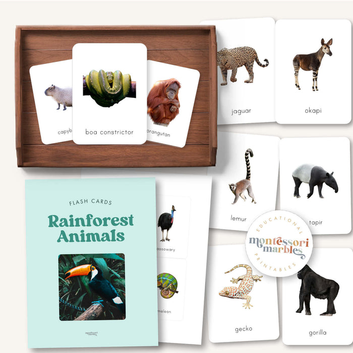 Rainforest Animals Flash Cards