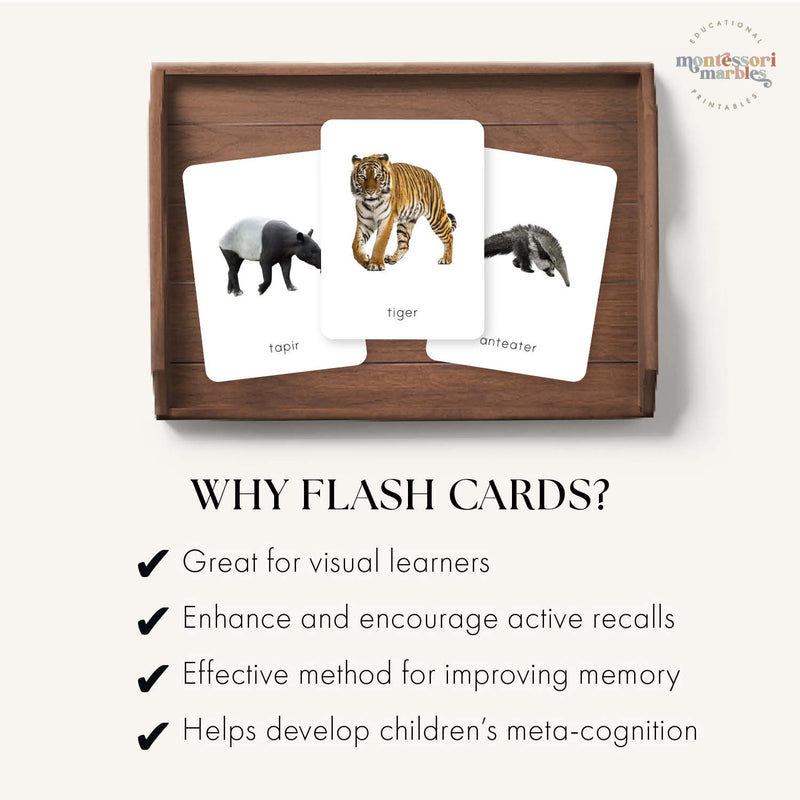 Rainforest Animals Flash Cards