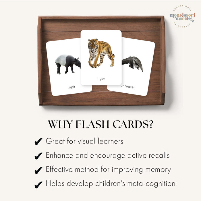 Rainforest Animals Flash Cards