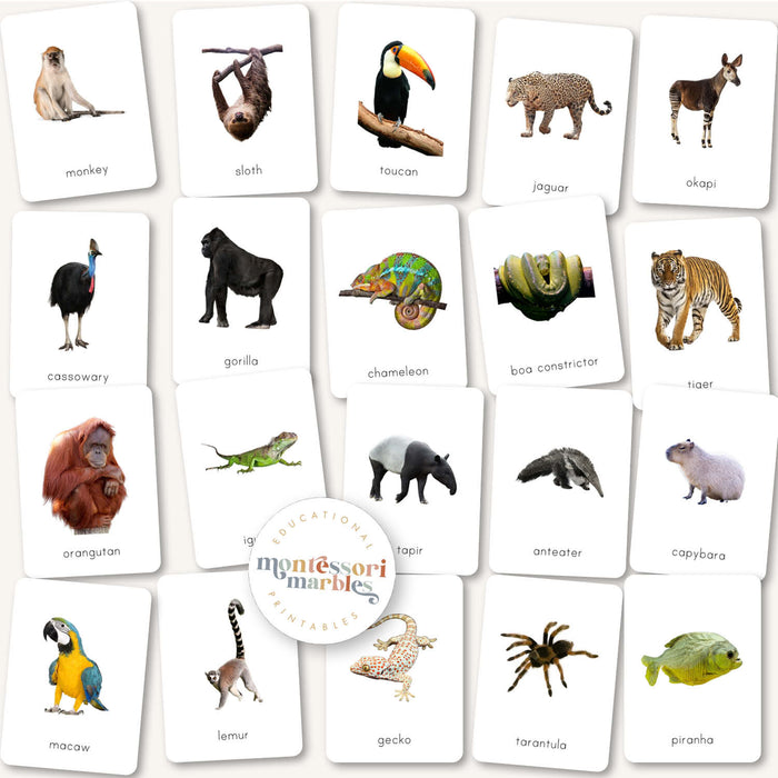 Animals Flash Cards Bundle