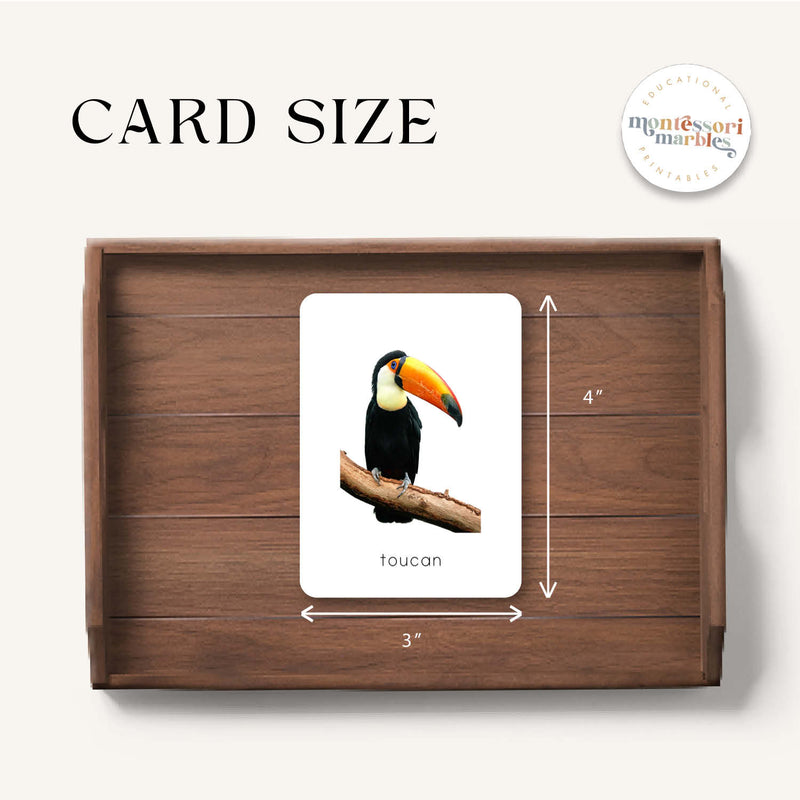 Rainforest Animals Flash Cards