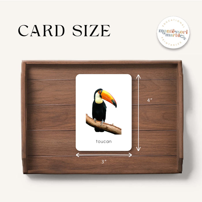 Rainforest Animals Flash Cards