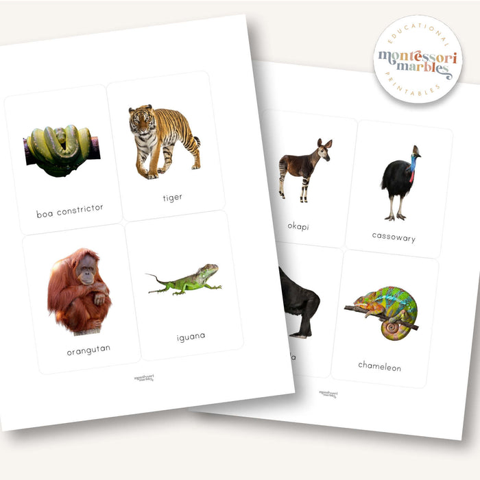 Animals Flash Cards Bundle