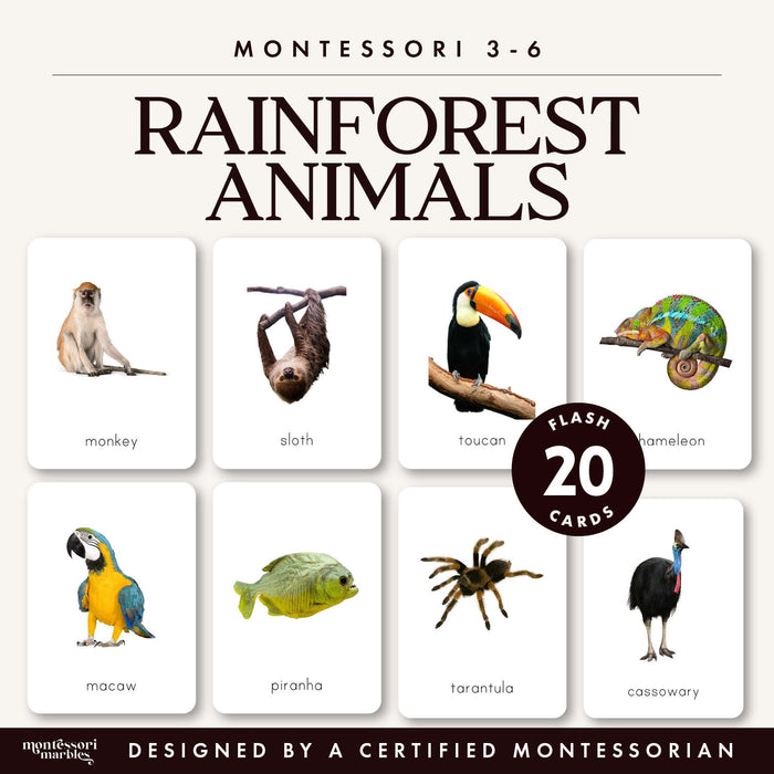 Rainforest Animals Flash Cards