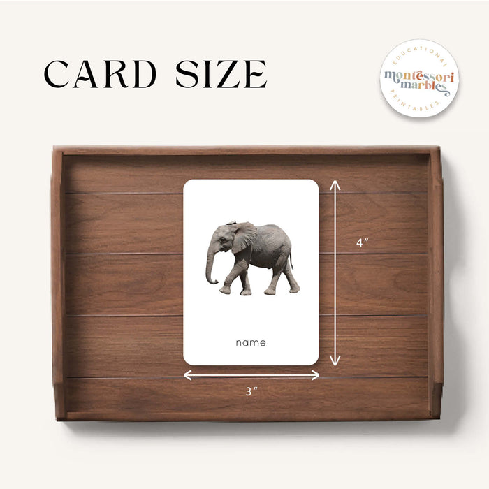 Safari Animals Flash Cards