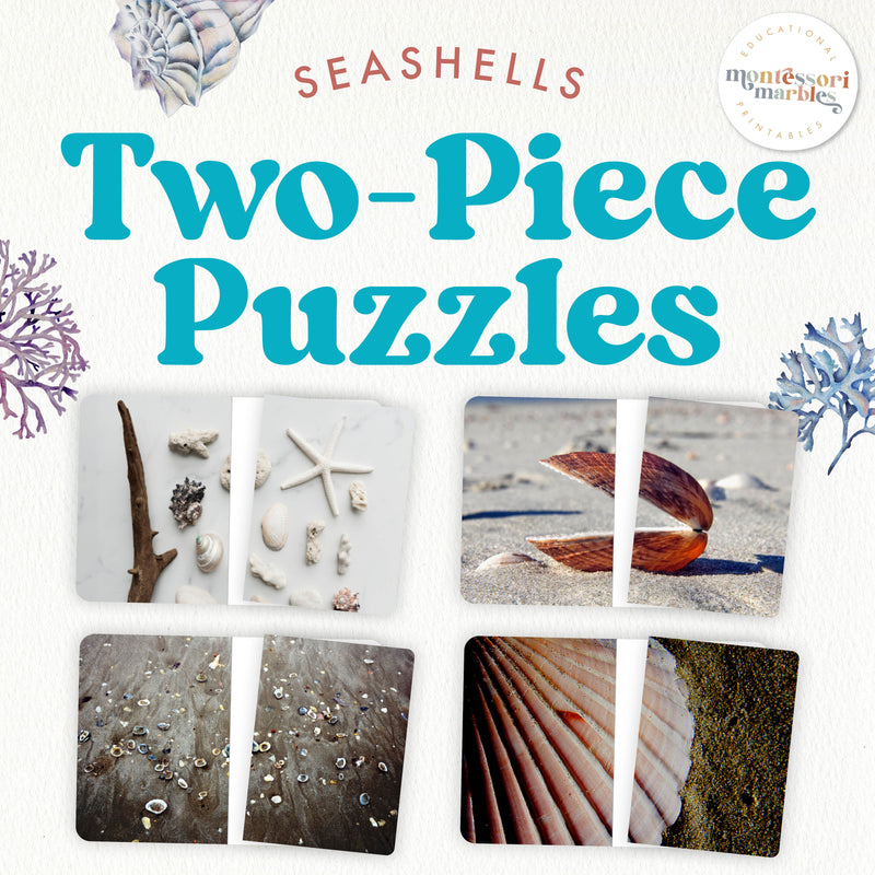 Seashell completion puzzles with real photographs—beach exploration learning, ages 3-6