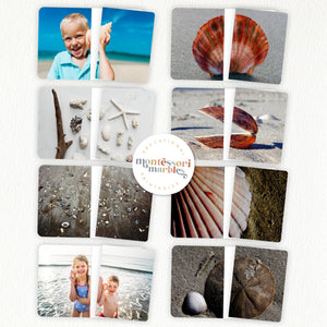 Seashells Complete The Pictures