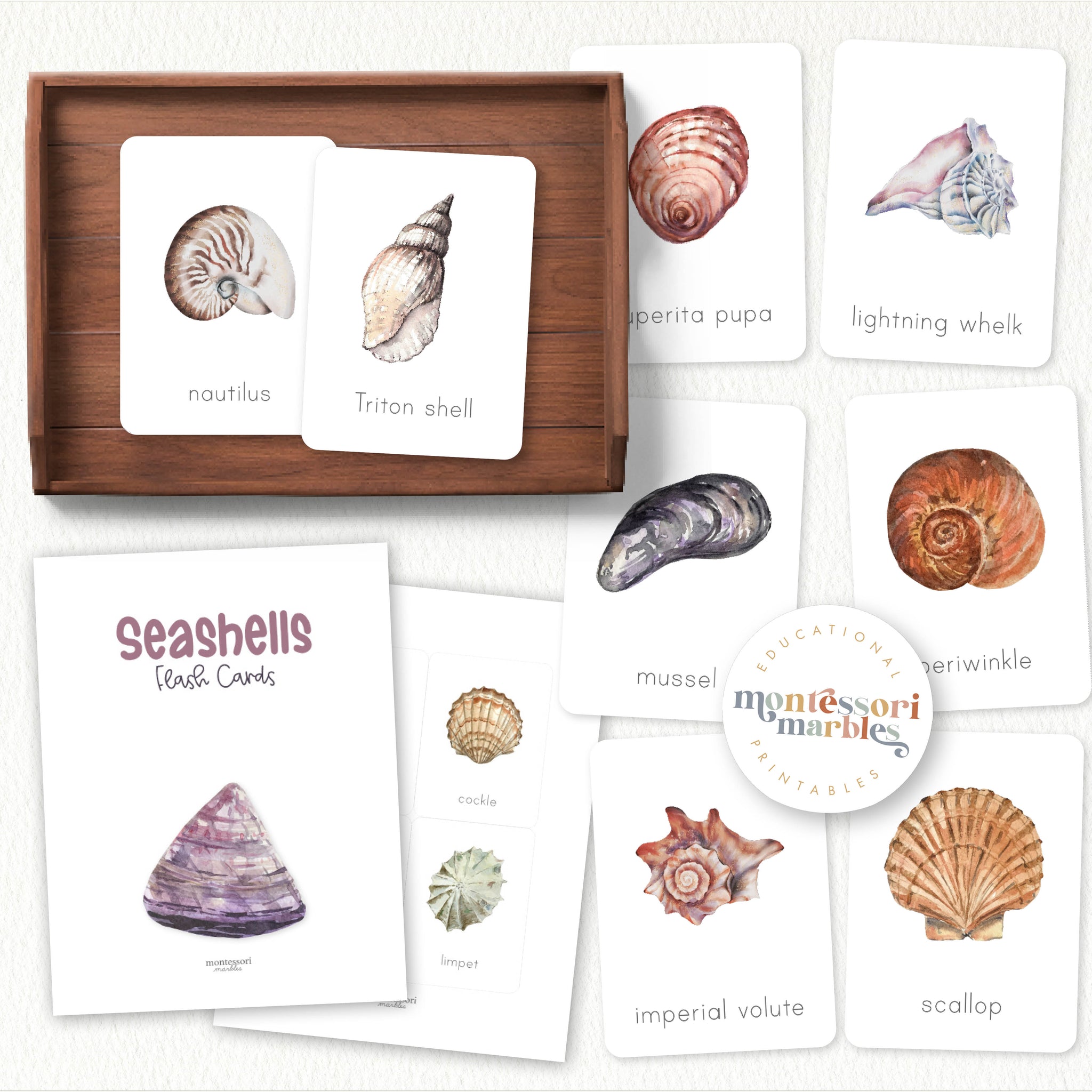 Seashells Flash Cards | Montessori Printable Activity Resources ...