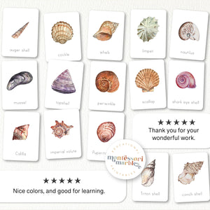 Seashells Flash Cards