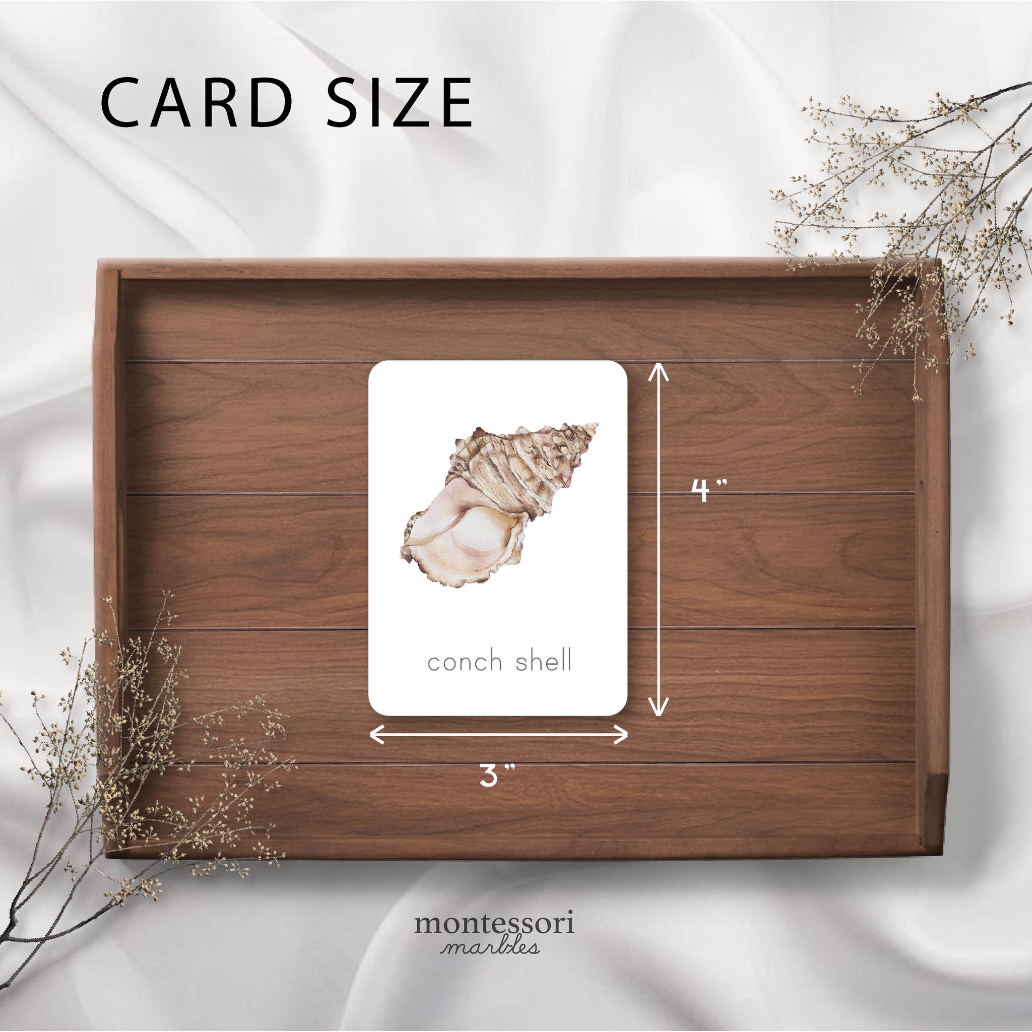 Seashells Flash Cards | Montessori Printable Activity Resources ...