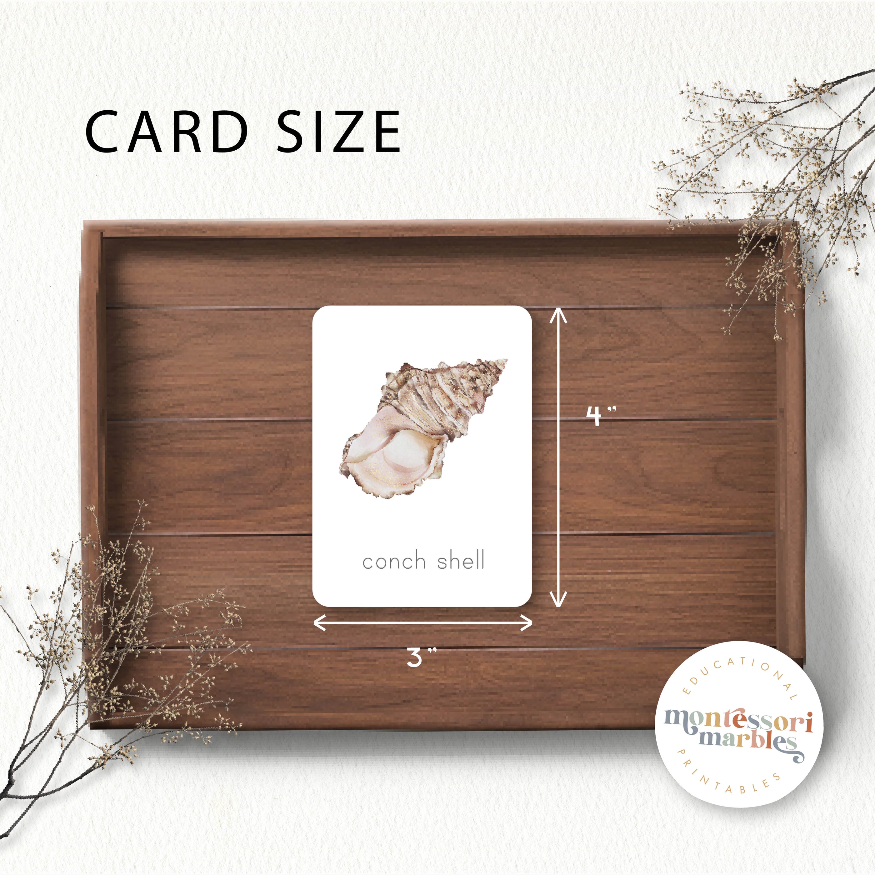 Seashells Flash Cards | Ocean Vocabulary Watercolor Ages 3-8 PDF ...