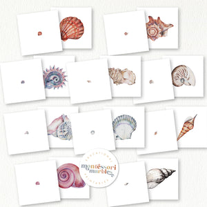 Seashells Mini Bundle