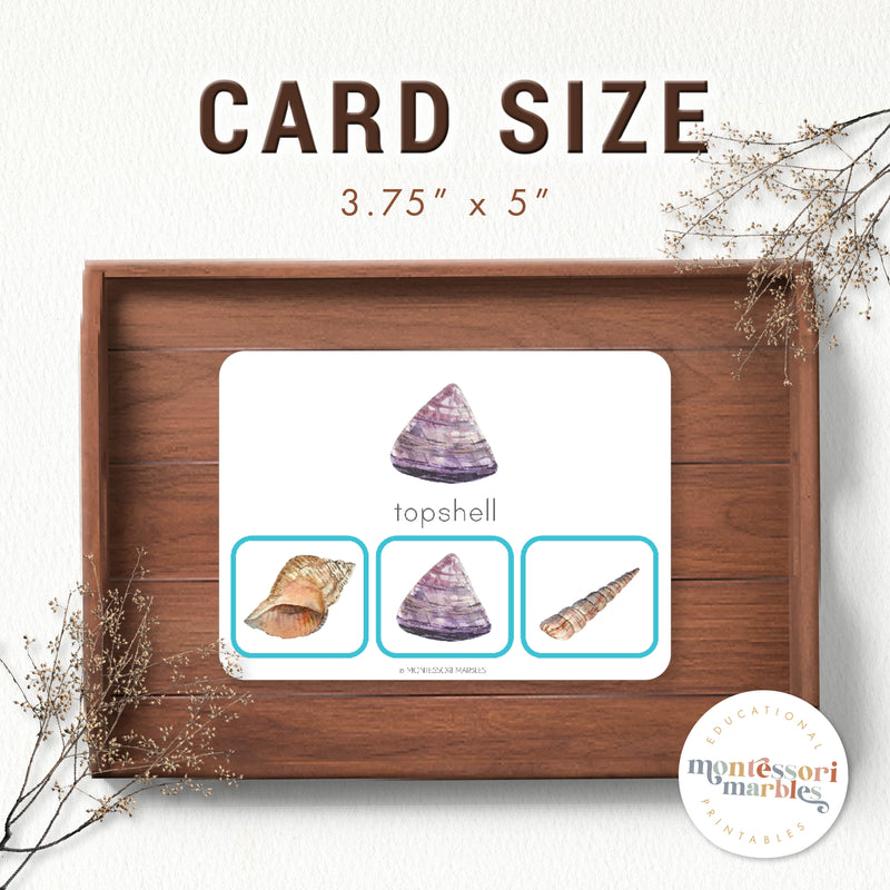 Seashells Picture Matching