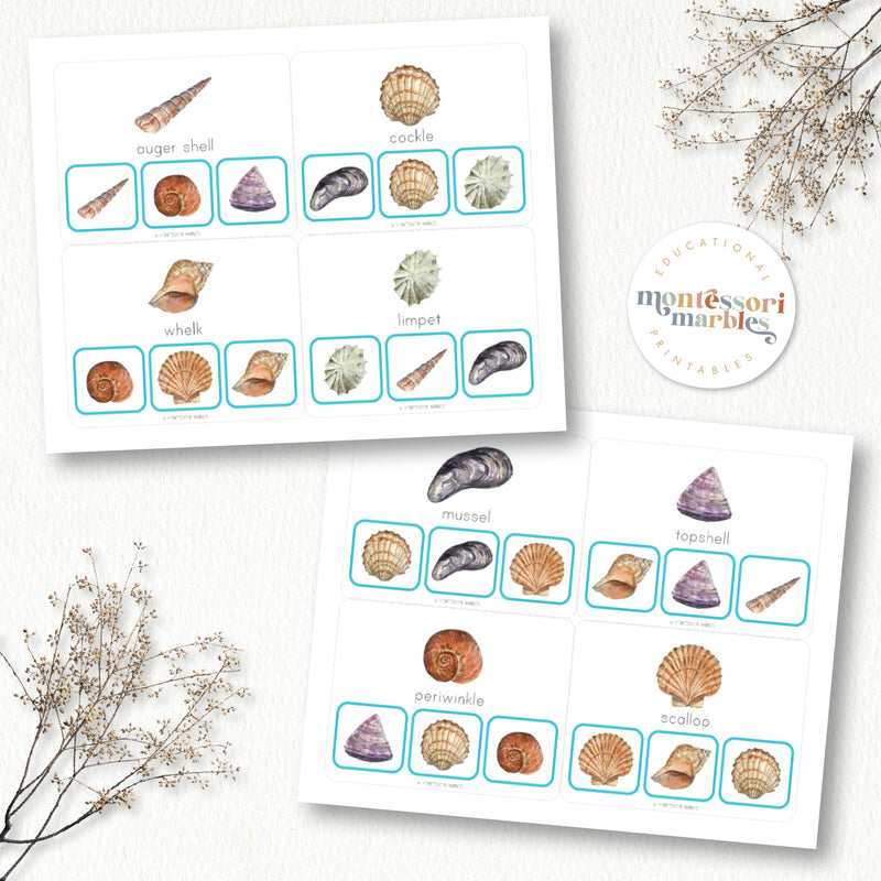 Seashells Picture Matching