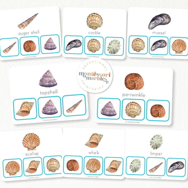 Seashells Picture Matching