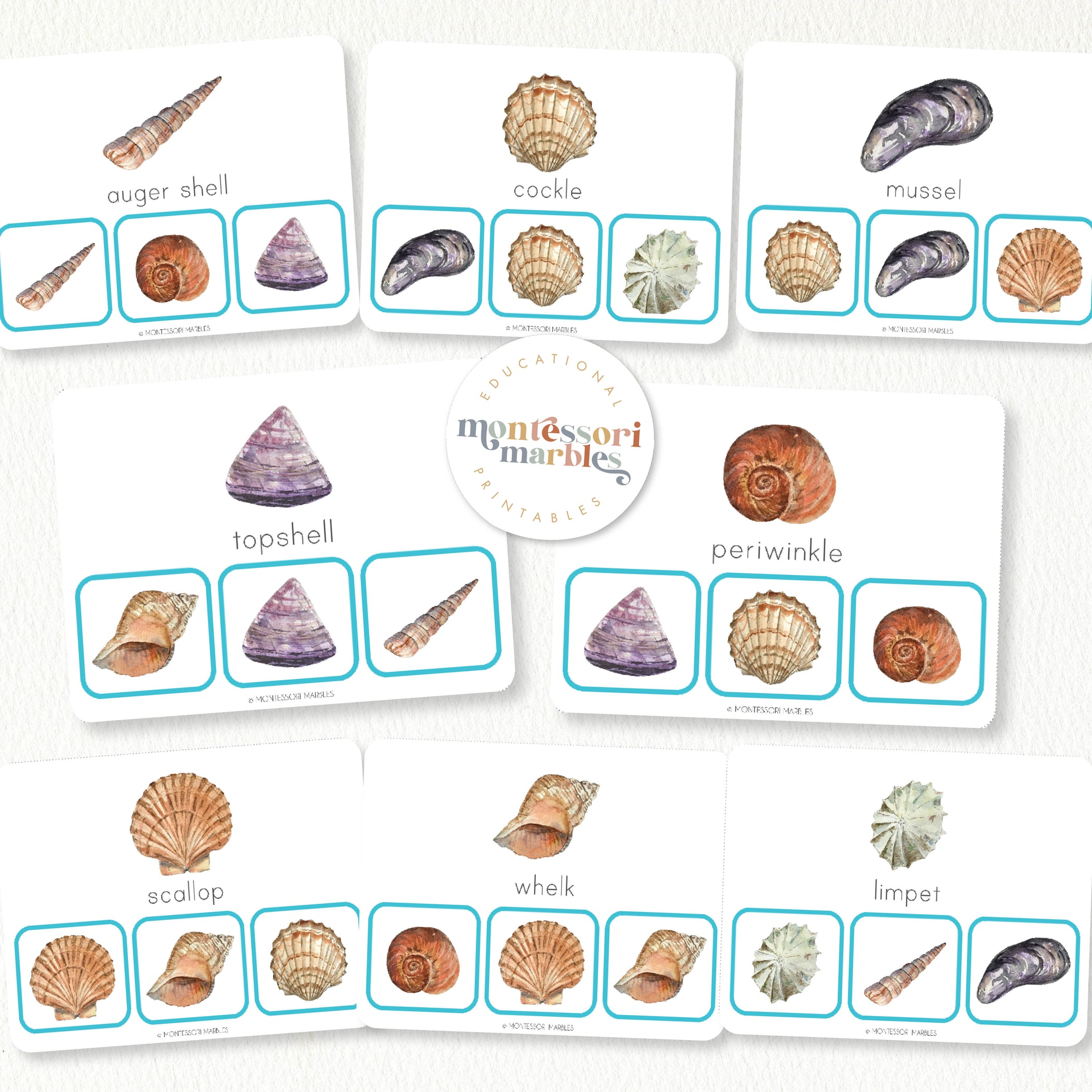 Seashells Picture Matching Clip Cards | Ocean Animals Fine Motor ...