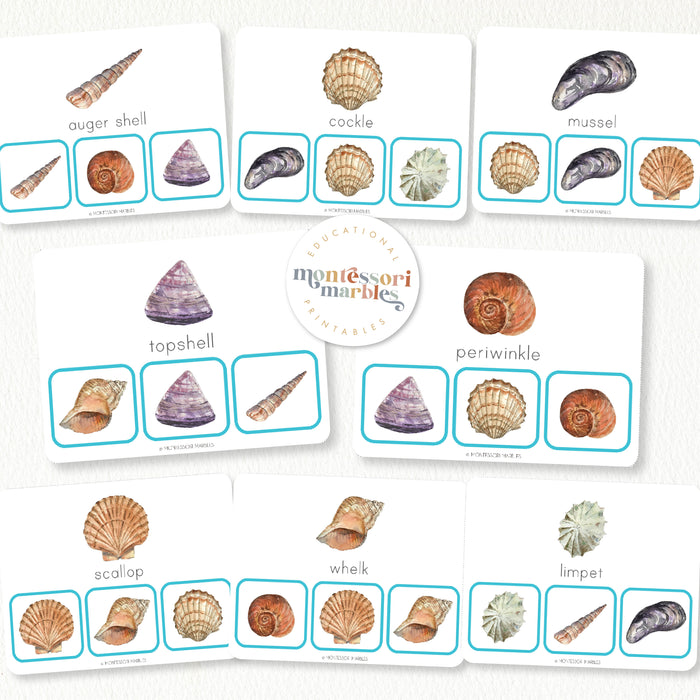Seashells Picture Matching