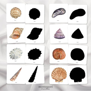 Seashells Shadow Matching