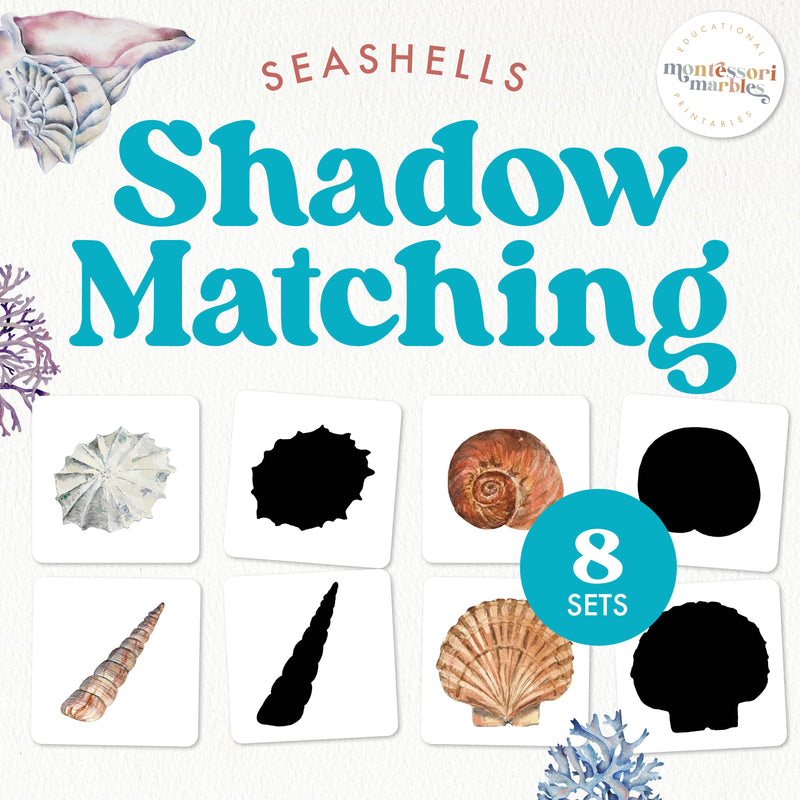 Seashell shadow matching activity—beach explorers learn to identify by silhouettes