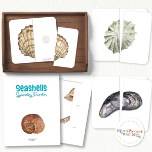 Seashells Symmetry Puzzles