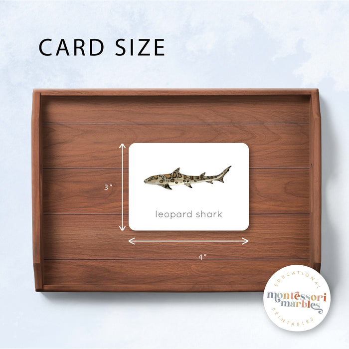 Sharks Flash Cards