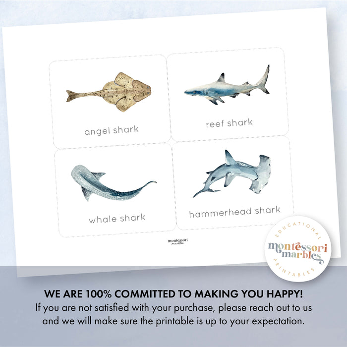 Sharks Flash Cards