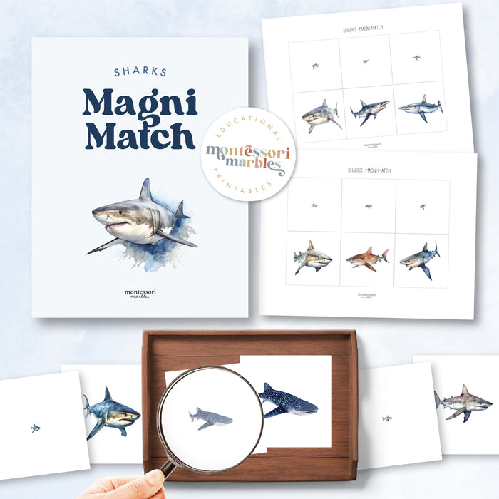 Sharks Magni-Match