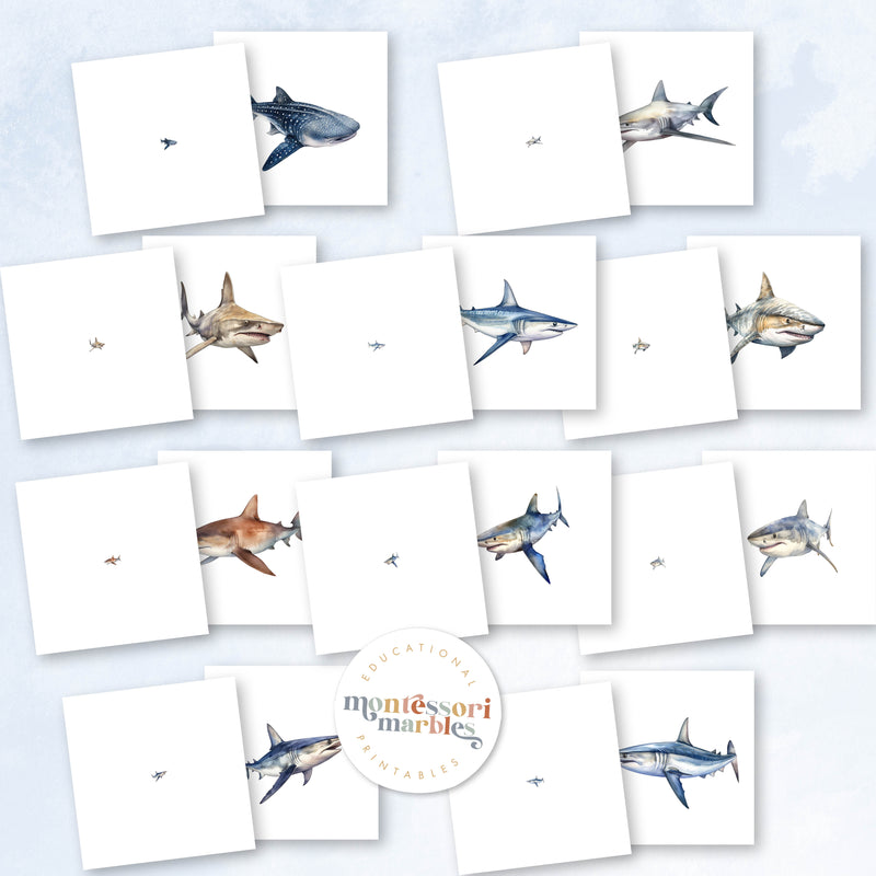 Sharks Mini Bundle