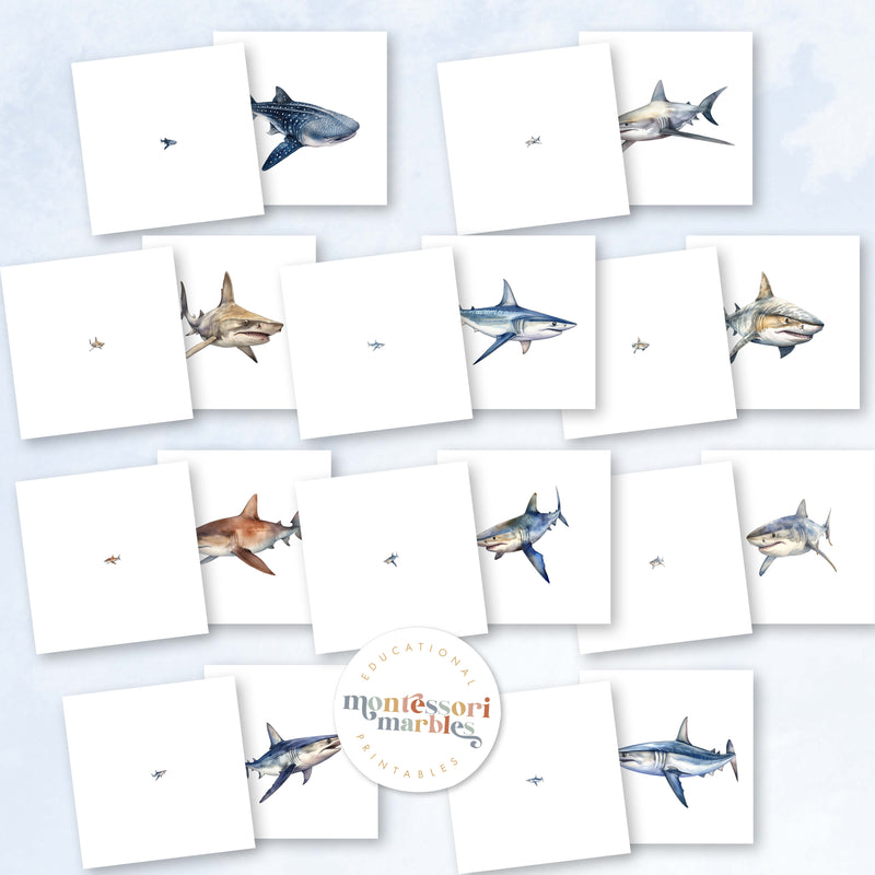 Sharks Magni Match