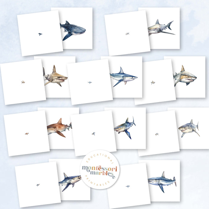 Sharks Magni-Match