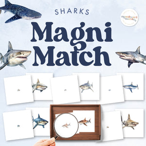 Sharks Magni-Match