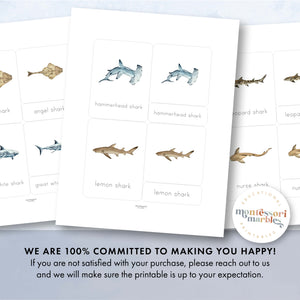 Sharks Nomenclature Cards
