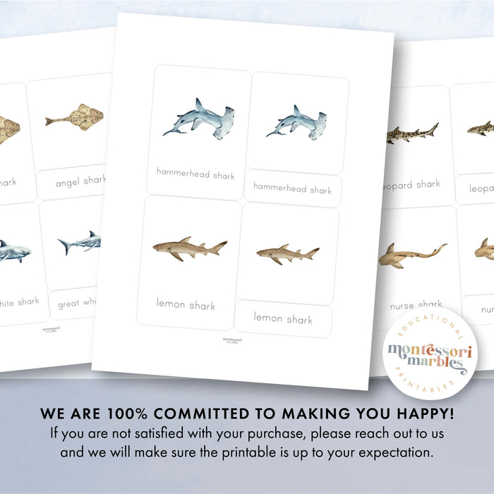 Sharks Nomenclature Cards