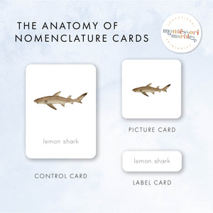 Sharks Nomenclature Cards