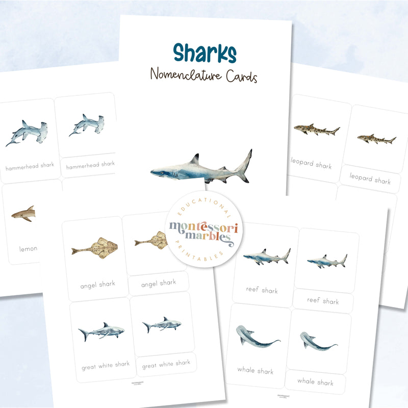 Sharks Nomenclature Cards